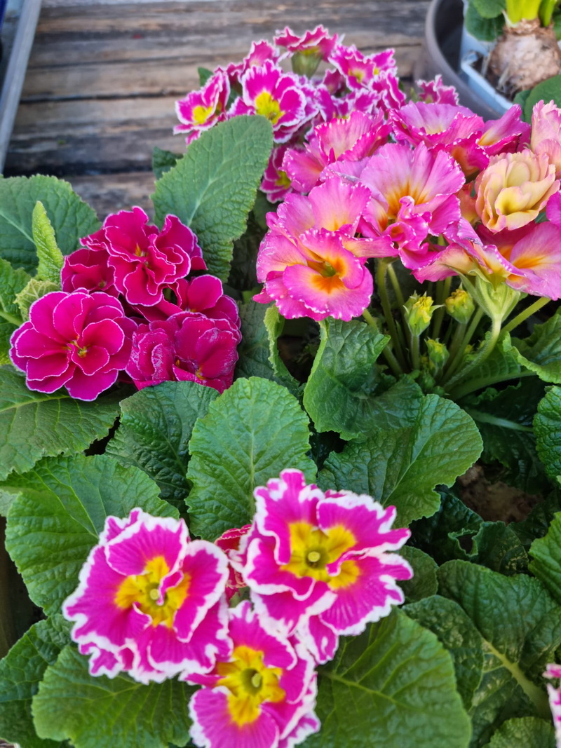 Blütenzauber Augsburg